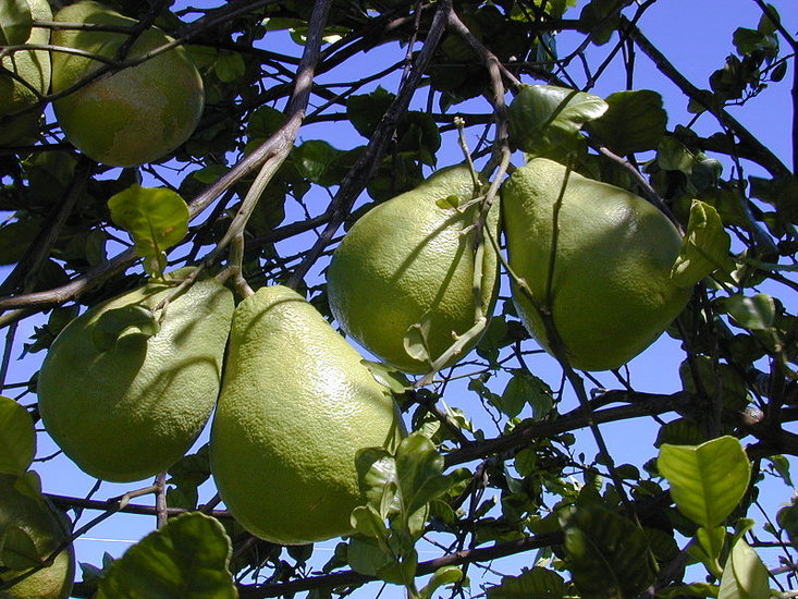 Pampelmuse (Citrus maxima)