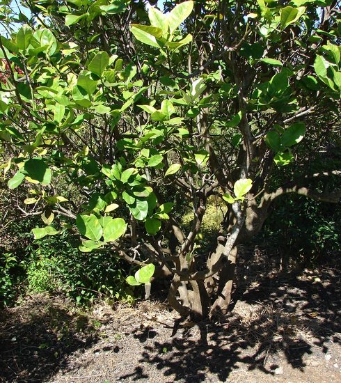 Pampelmuse (Citrus maxima)