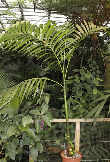 Betelpalme (Areca catechu)