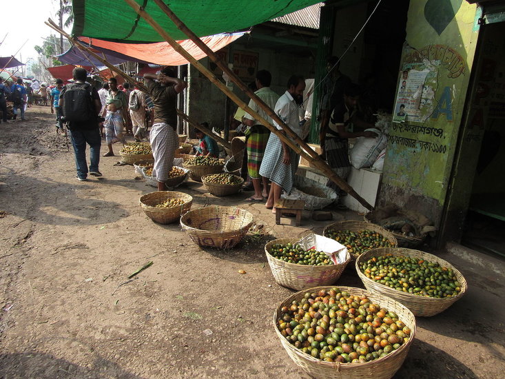 Betelpalme (Areca catechu)