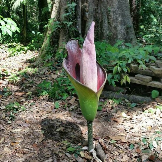 Hewitts Aronstab (Amorphophallus hewittii)