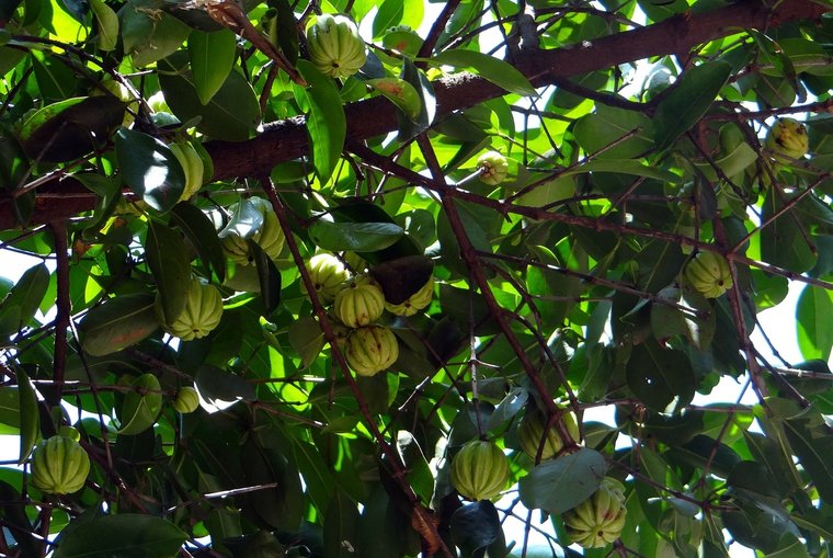 Goraka (Garcinia gummi-gutta)