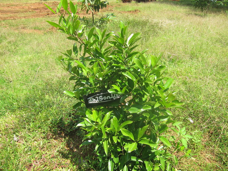 Goraka (Garcinia gummi-gutta)