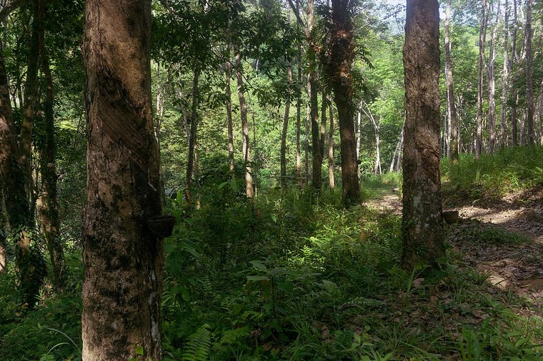 Gummibaum (Hevea brasiliensis)