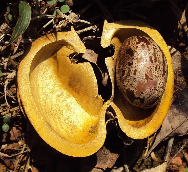 Gummibaum (Hevea brasiliensis)