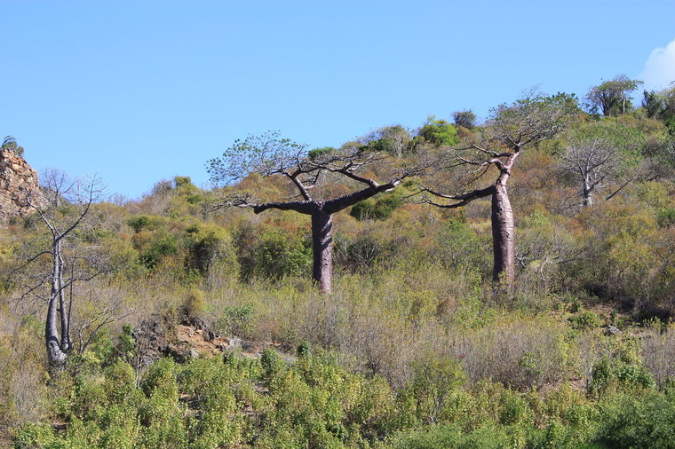 Suarez-Affenbrotbaum (Adansonia suarezensis)