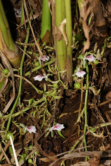 Kardamom (Elettaria cardamomum)