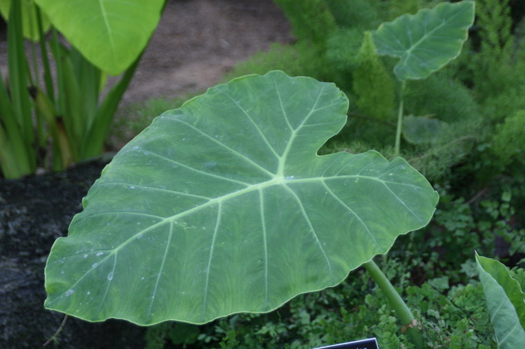 Riesen-Elefantenohr (Leucocasia gigantea &#039;Thailand Giant&#039;)