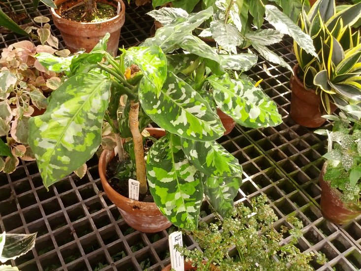 Tarnpflanze (Aglaonema pictum)