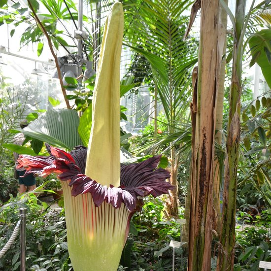 Titanenwurz (Amorphophallus titanum)