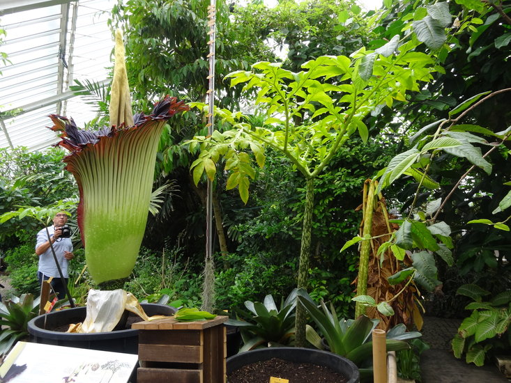 Titanenwurz (Amorphophallus titanum)