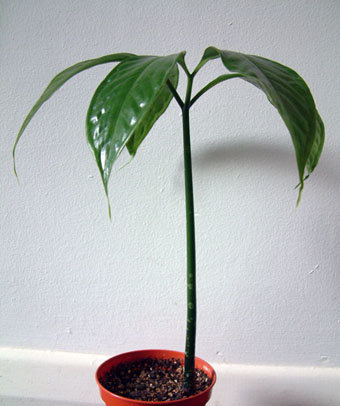 Titanenwurz (Amorphophallus titanum)