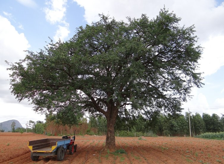 Elefantenapfel (Limonia acidissima)