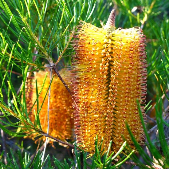 Haarnadel-Banksia (Banksia spinulosa)