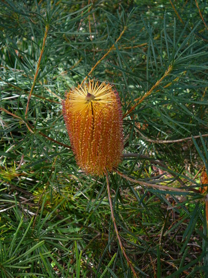 Haarnadel-Banksia (Banksia spinulosa)