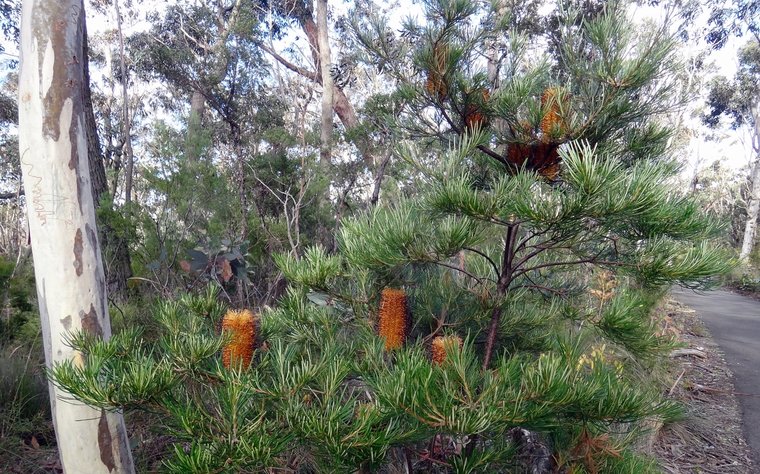 Haarnadel-Banksia (Banksia spinulosa)