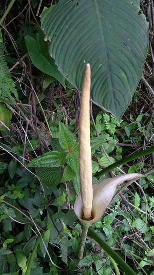 Aronstab (Amorphophallus variabilis)