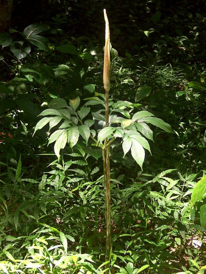 Aronstab (Amorphophallus variabilis)