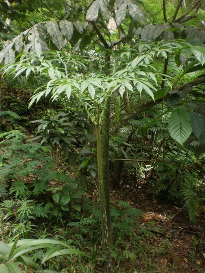 Aronstab (Amorphophallus gigas)
