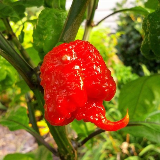 Carolina Reaper (Capsicum chinense &#039;Carolina Reaper&#039;)