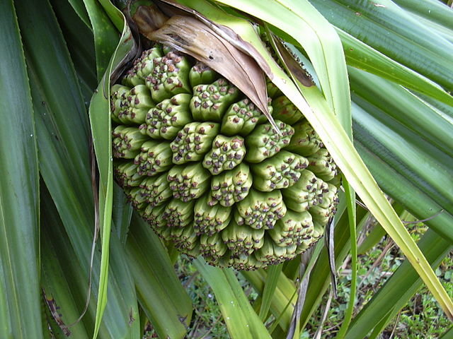 Benstonea (Benstonea thwaitesii)