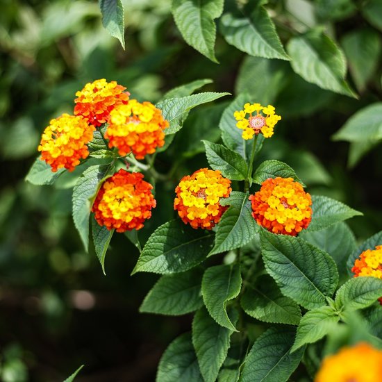 Wandelr&ouml;schen (Lantana camara)