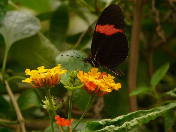 Wandelr&ouml;schen (Lantana camara)