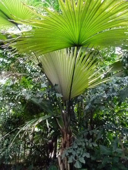 Wei&szlig;e Elefantenpalme (Kerriodoxa elegans)