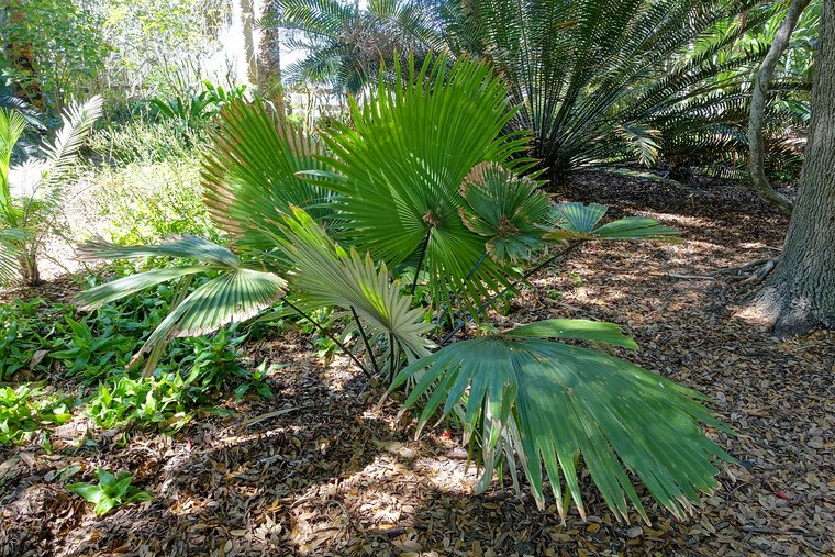 Wei&szlig;e Elefantenpalme (Kerriodoxa elegans)