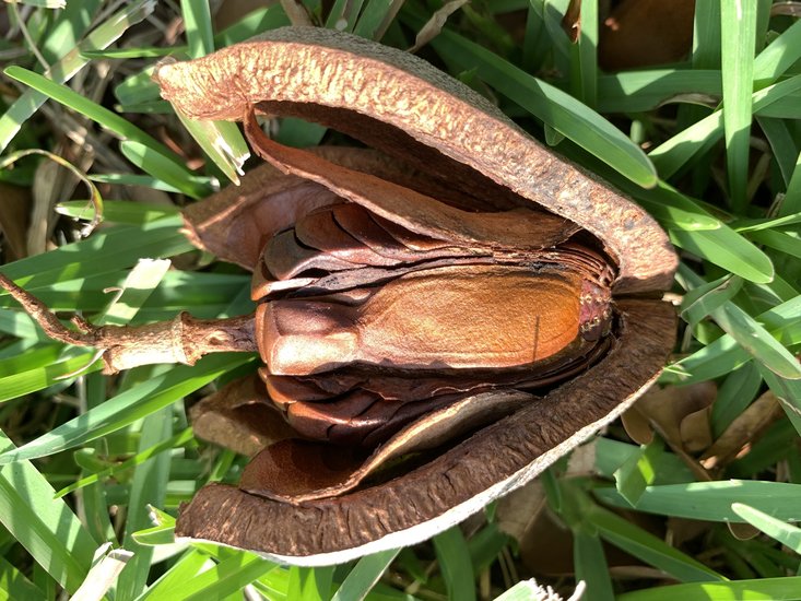 Mahagoni (Swietenia mahagoni)