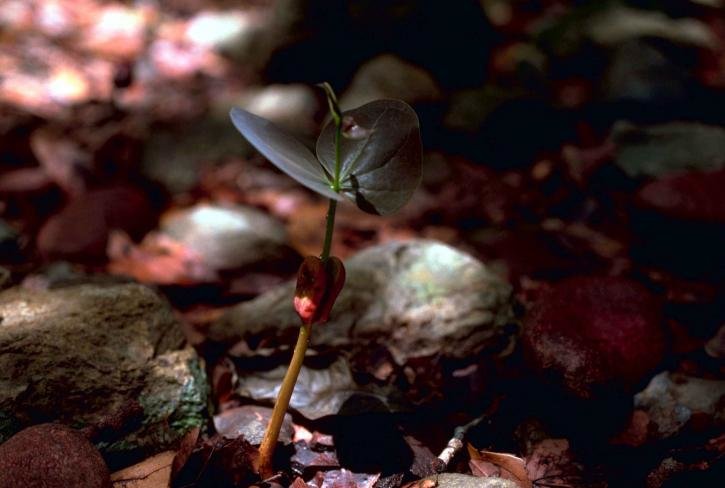 Mahagoni (Swietenia mahagoni)