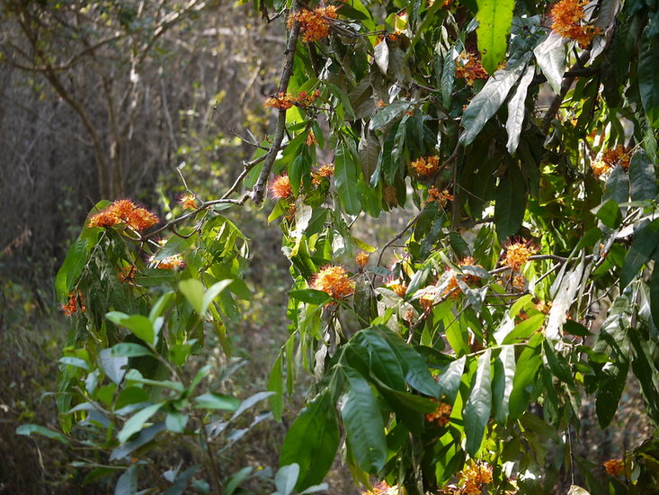 Ashoka (Saraca asoca)