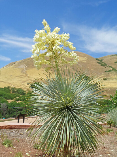 Palmenlilie (Yucca rostrata)