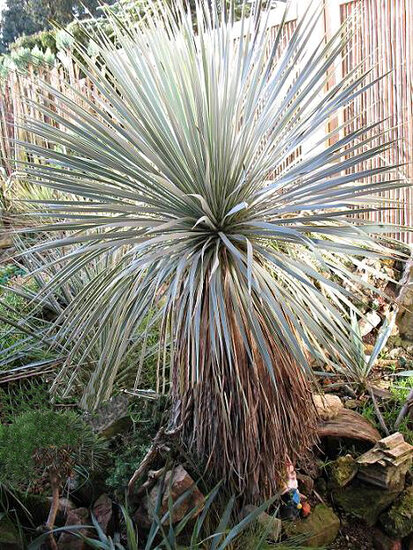 Palmenlilie (Yucca rostrata)