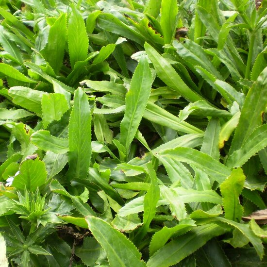 Mexikanischer Koriander (Eryngium foetidum)