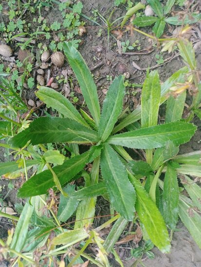 Mexikanischer Koriander (Eryngium foetidum)