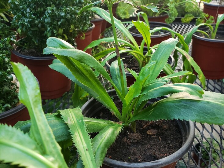 Mexikanischer Koriander (Eryngium foetidum)