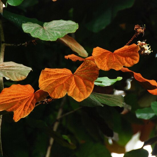 Goldblatt-Bauhinia (Phanera aureifolia)