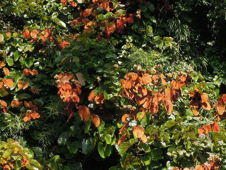 Goldblatt-Bauhinia (Phanera aureifolia)