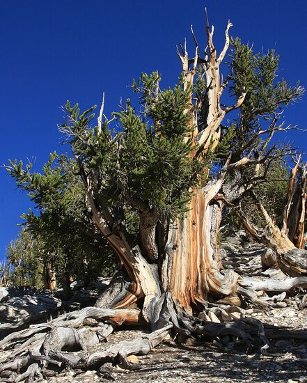 Bristlecone-H&ouml;hle (Pinus longaeva)