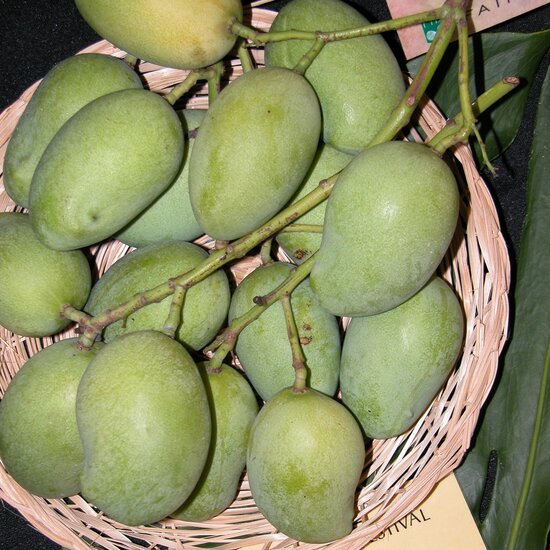 Sri-Lanka-Mango (Mangifera zeylanica)