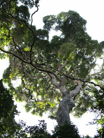 Sri-Lanka-Mango (Mangifera zeylanica)