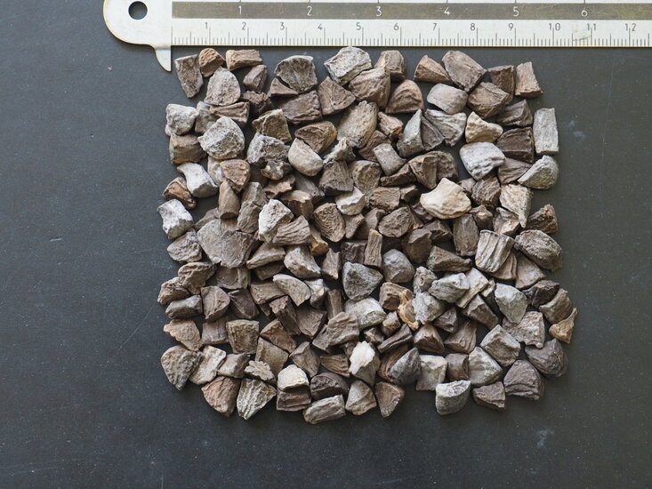 Engelstrompete (Brugmansia arborea)