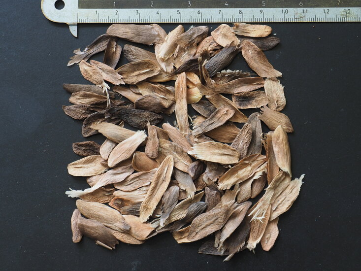 Frangipani (Plumeria rubra)