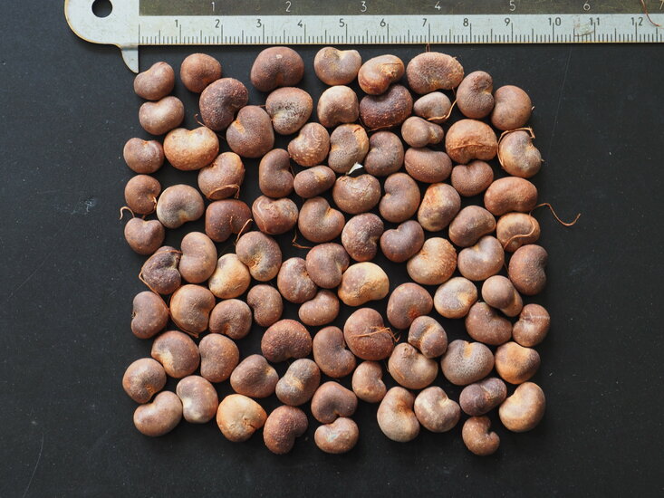 Afrikanischer Affenbrotbaum (Adansonia digitata)