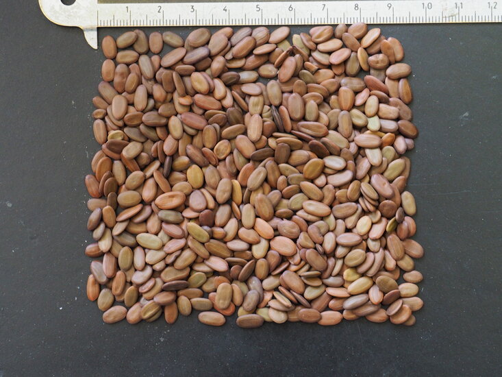 Persischer Schlafbaum (Albizia julibrissin &#039;E.H. Wilson&#039;)