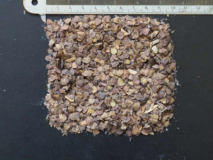 Blauer Jacaranda (Jacaranda mimosifolia)