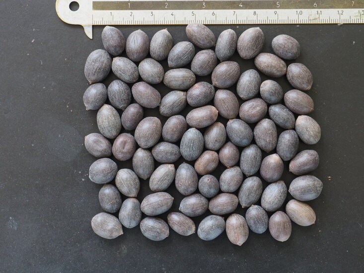 Indischer Lotus (Nelumbo nucifera)