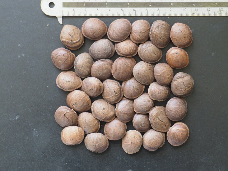 Sacha Inchi (Plukenetia volubilis)