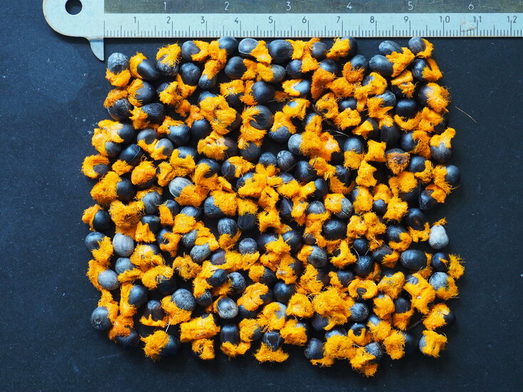 Speerf&ouml;rmige Paradiesvogelblume (Strelitzia juncea)